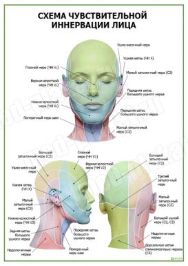 Схема чувствительной иннервации лица