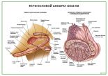 Мочеполовой аппарат кобеля
