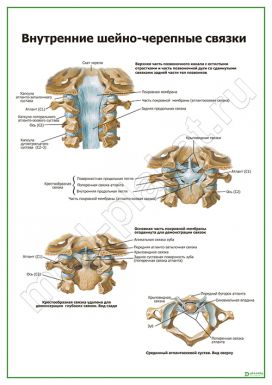 Внутренние шейно-черепные связки