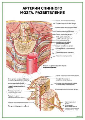 Артерии спинного мозга. Разветвление