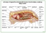 Органы грудной и брюшной полости кролика (самец) Вид сбоку