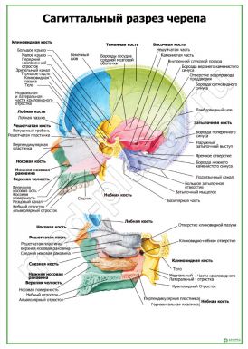 Сагиттальный разрез черепа