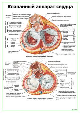 Клапанный аппарат сердца